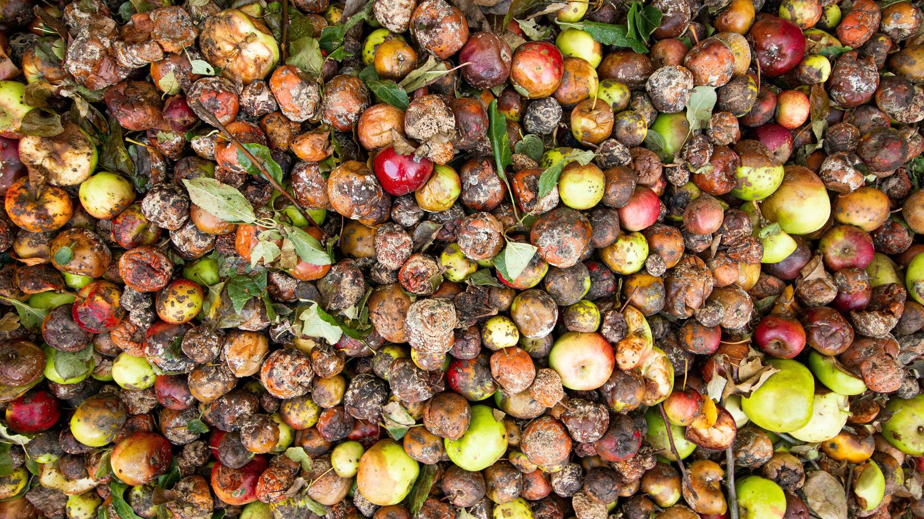 Food waste is a serious problem in the food supply chain.